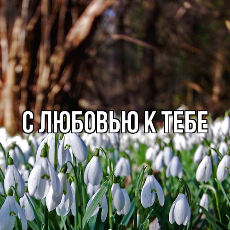 Картинка С любовью к тебе, 