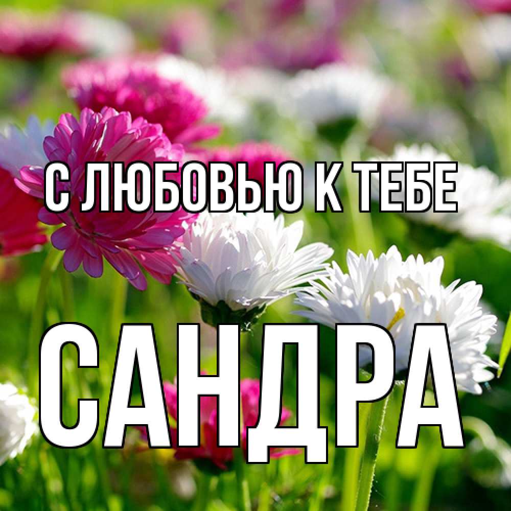 Открытка  с именем. Сандра, С любовью к тебе  