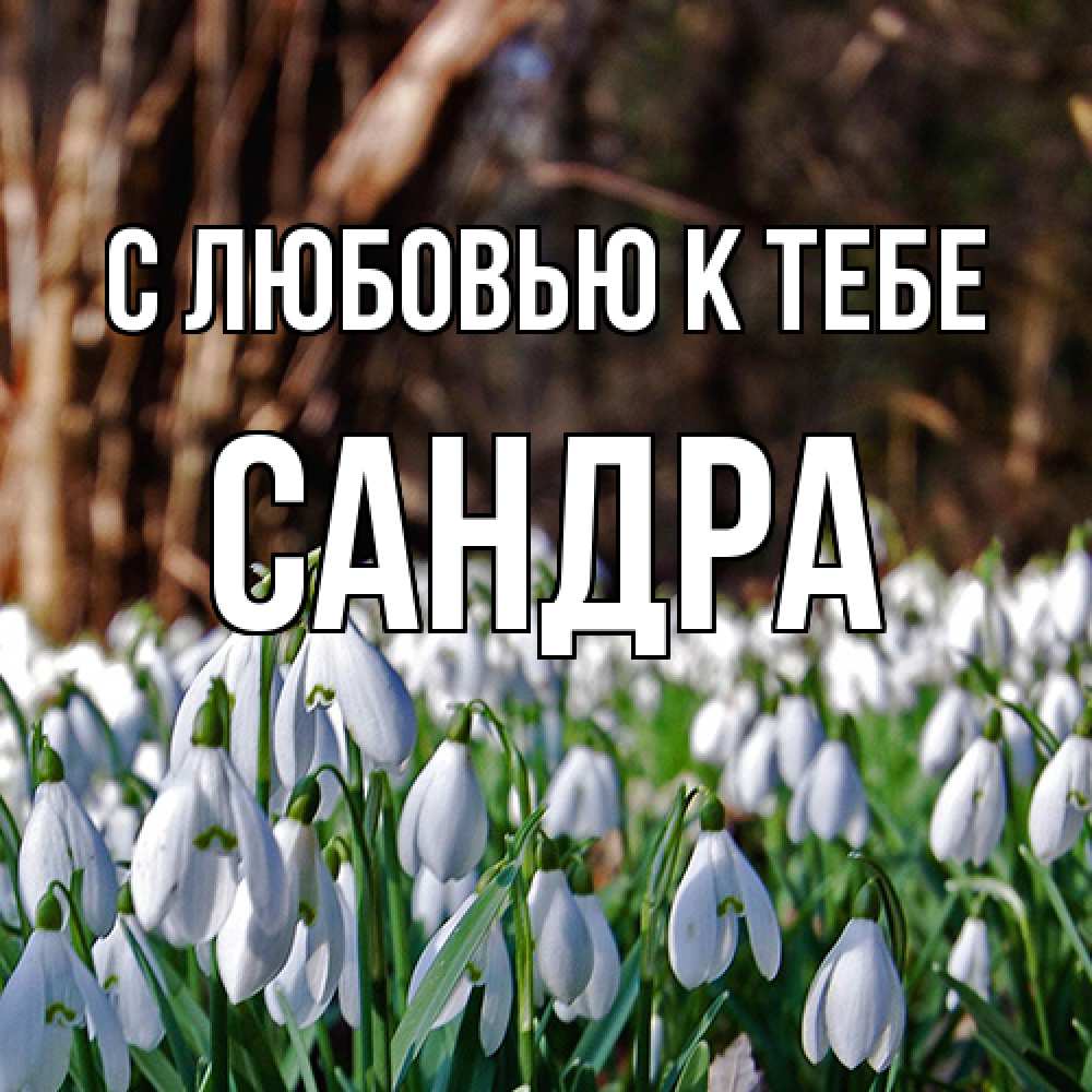 Открытка  с именем. Сандра, С любовью к тебе  