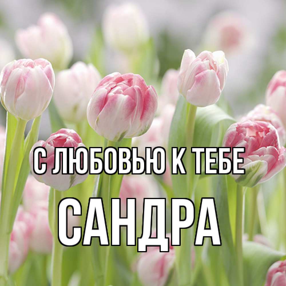 Открытка  с именем. Сандра, С любовью к тебе  