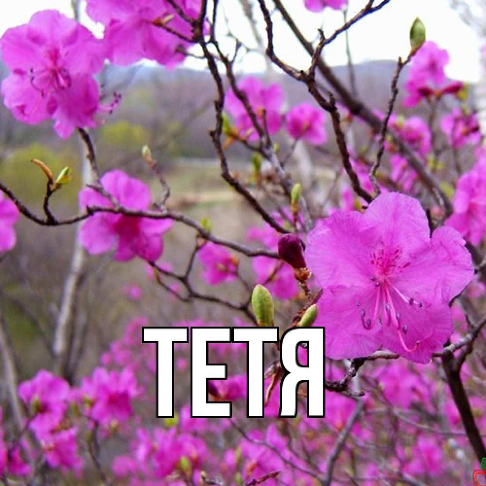 Открытка  с именем. Тетя, Главная  