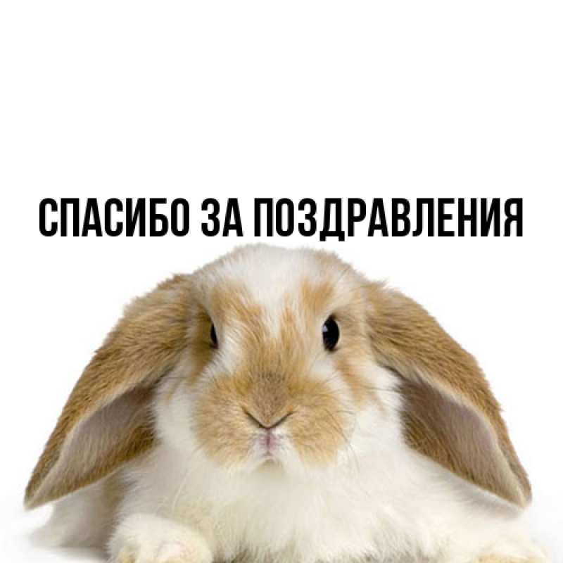 Картинка Спасибо за поздравления, 