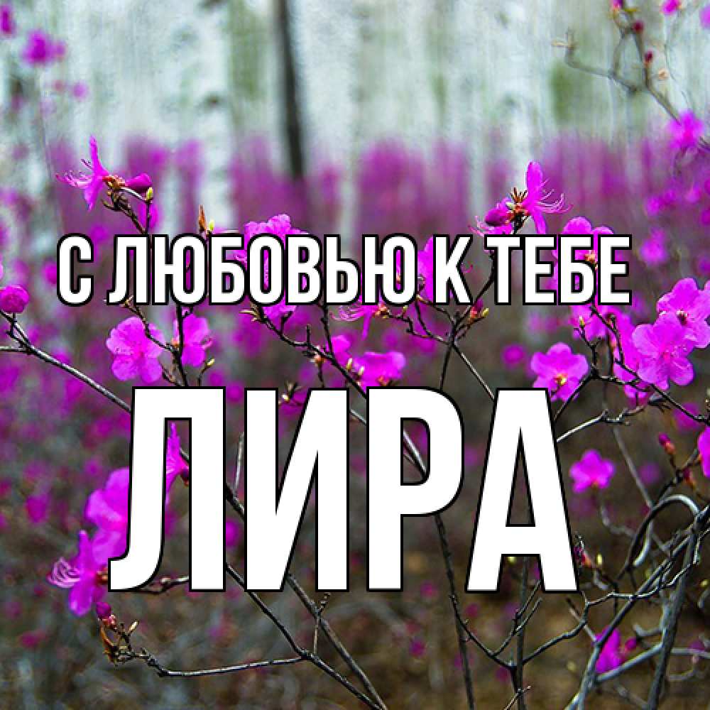 Открытка  с именем. Лира, С любовью к тебе  