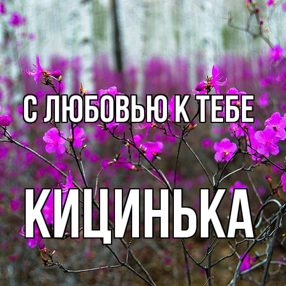Открытка  с именем. Кицинька, С любовью к тебе  