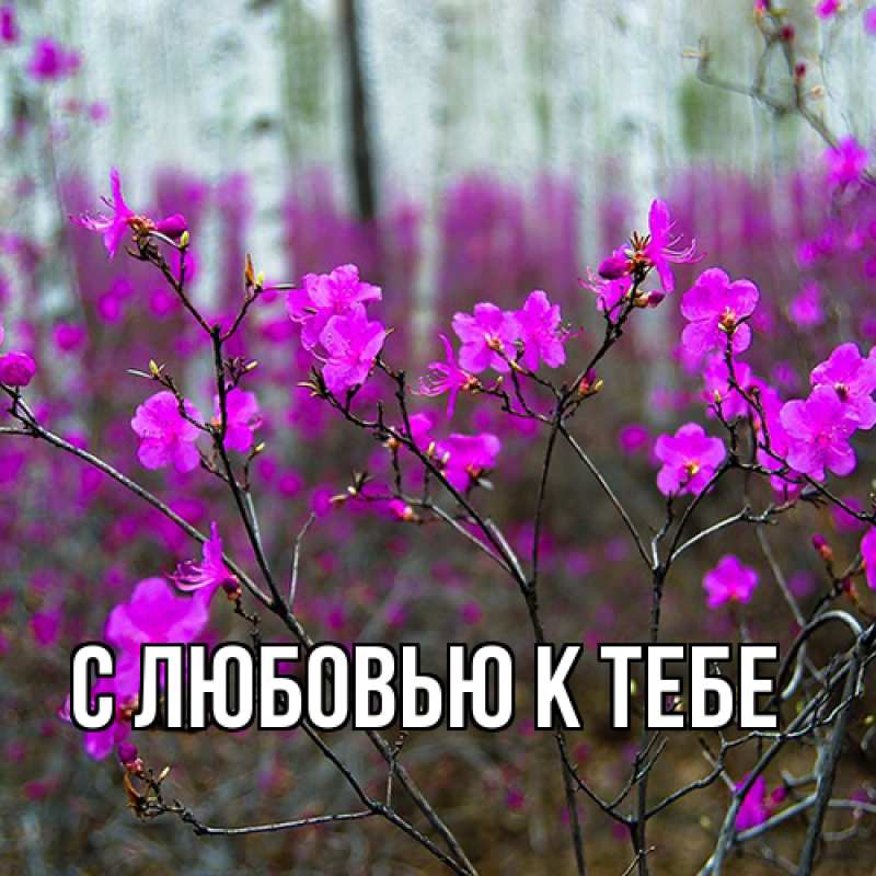 Картинка С любовью к тебе, 