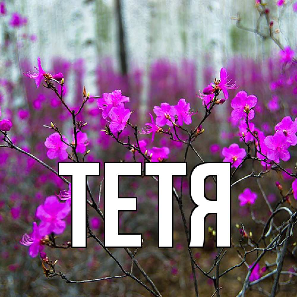 Открытка  с именем. Тетя, Главная  