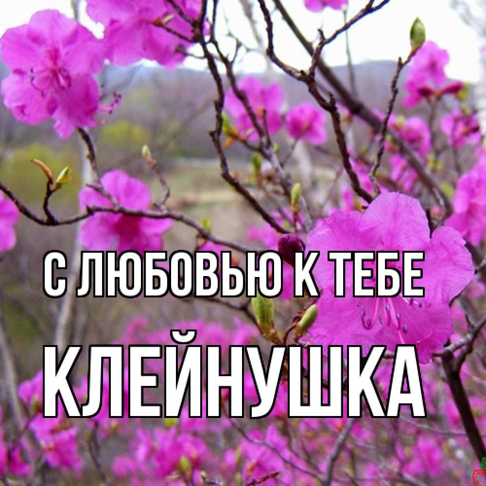 Открытка  с именем. Клейнушка, С любовью к тебе  