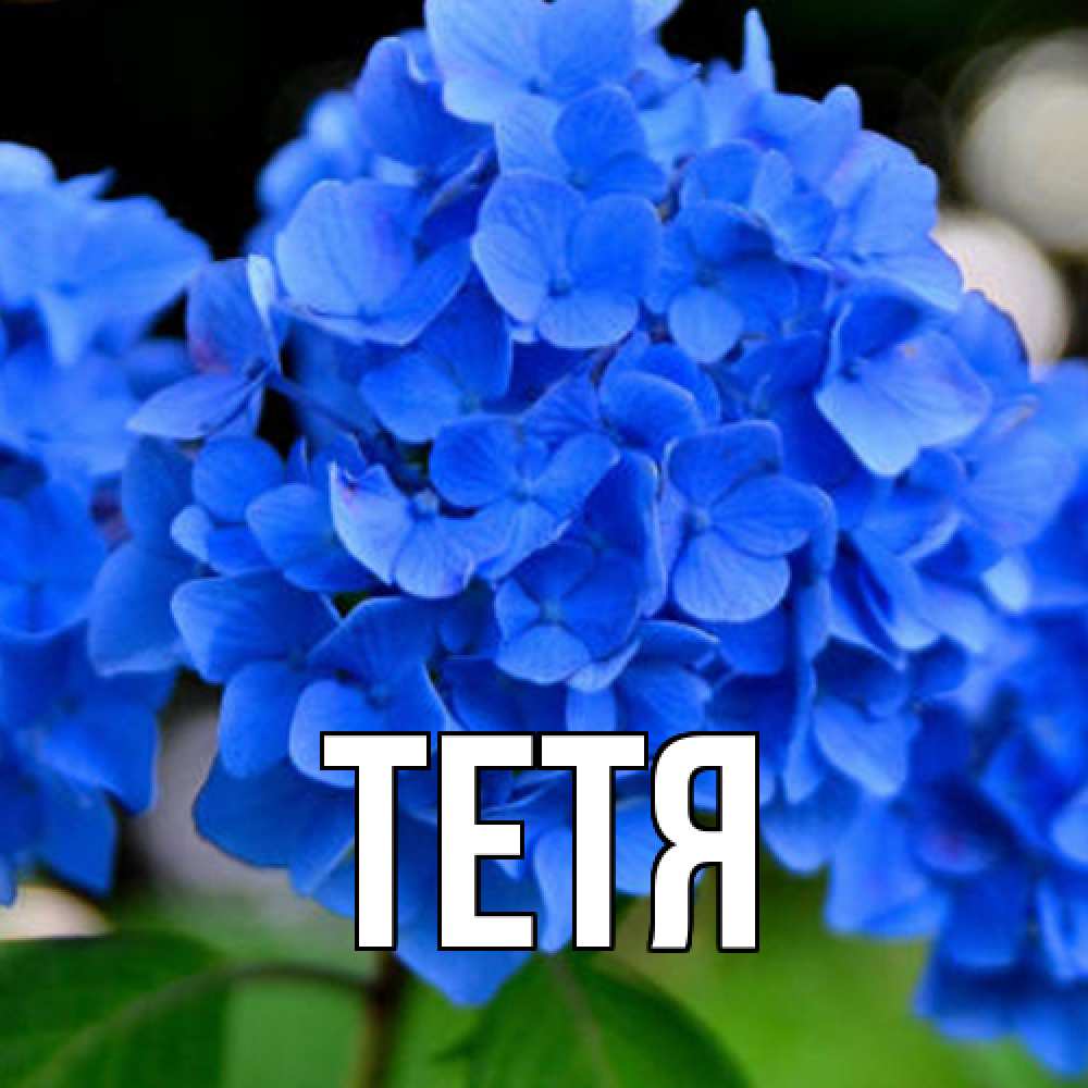 Открытка  с именем. Тетя, Главная  