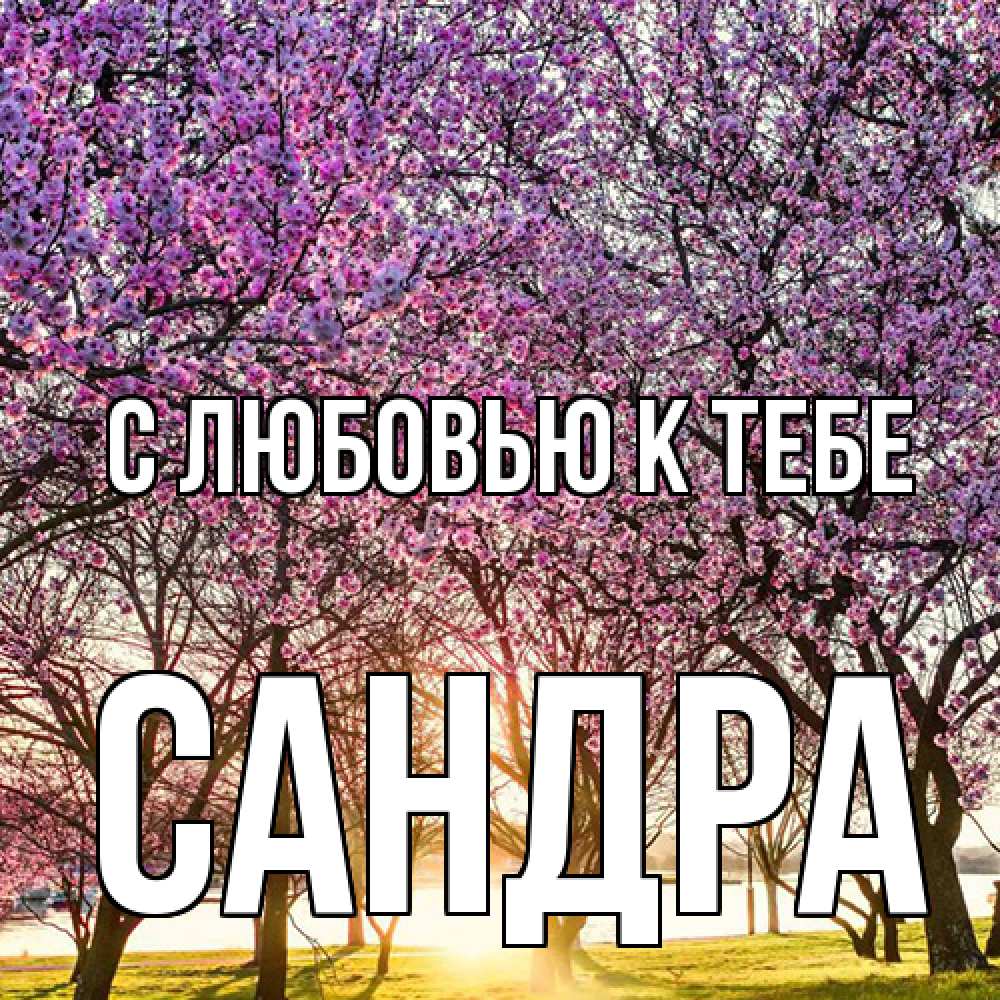 Открытка  с именем. Сандра, С любовью к тебе  