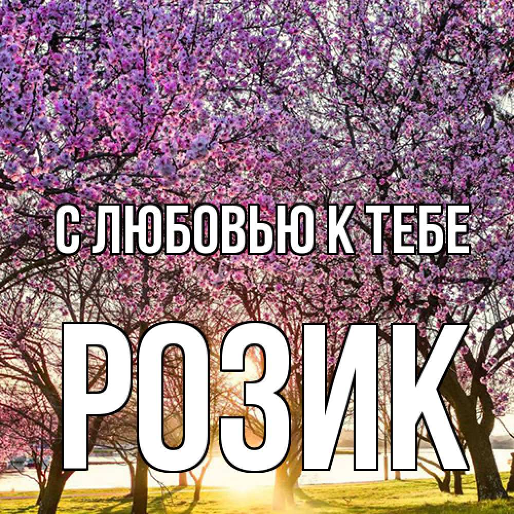 Открытка  с именем. Розик, С любовью к тебе  