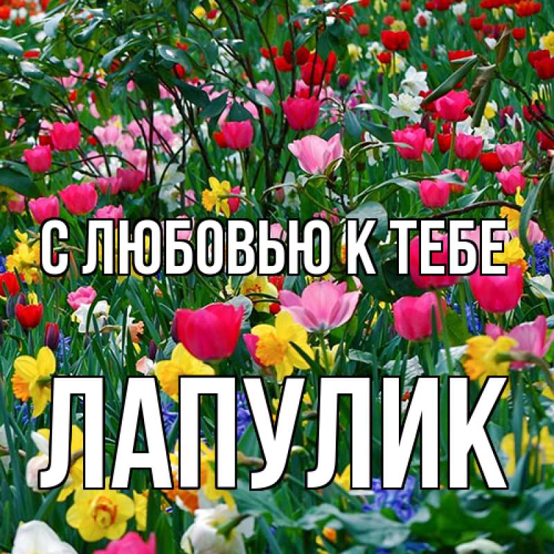 Картинка С любовью к тебе, Лапулик
