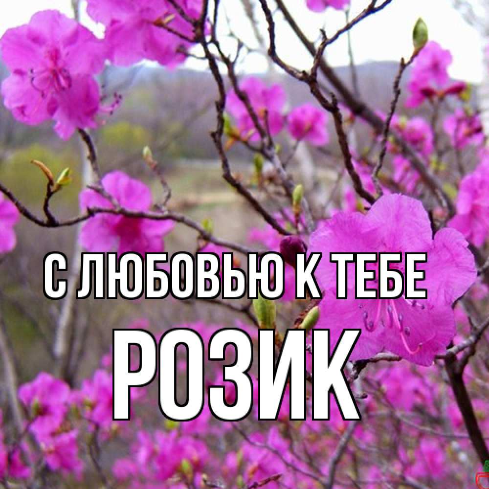 Открытка  с именем. Розик, С любовью к тебе  