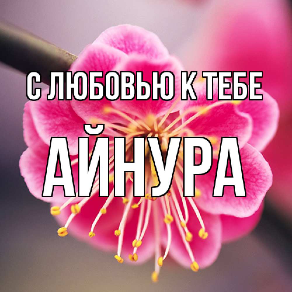 Открытка  с именем. Айнура, С любовью к тебе  