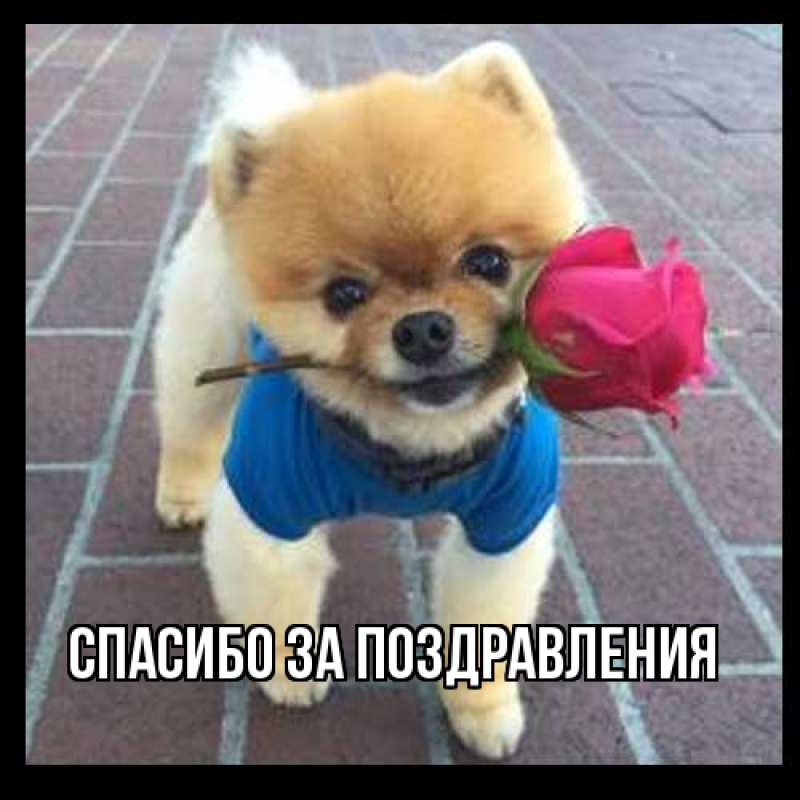 Картинка Спасибо за поздравления, 