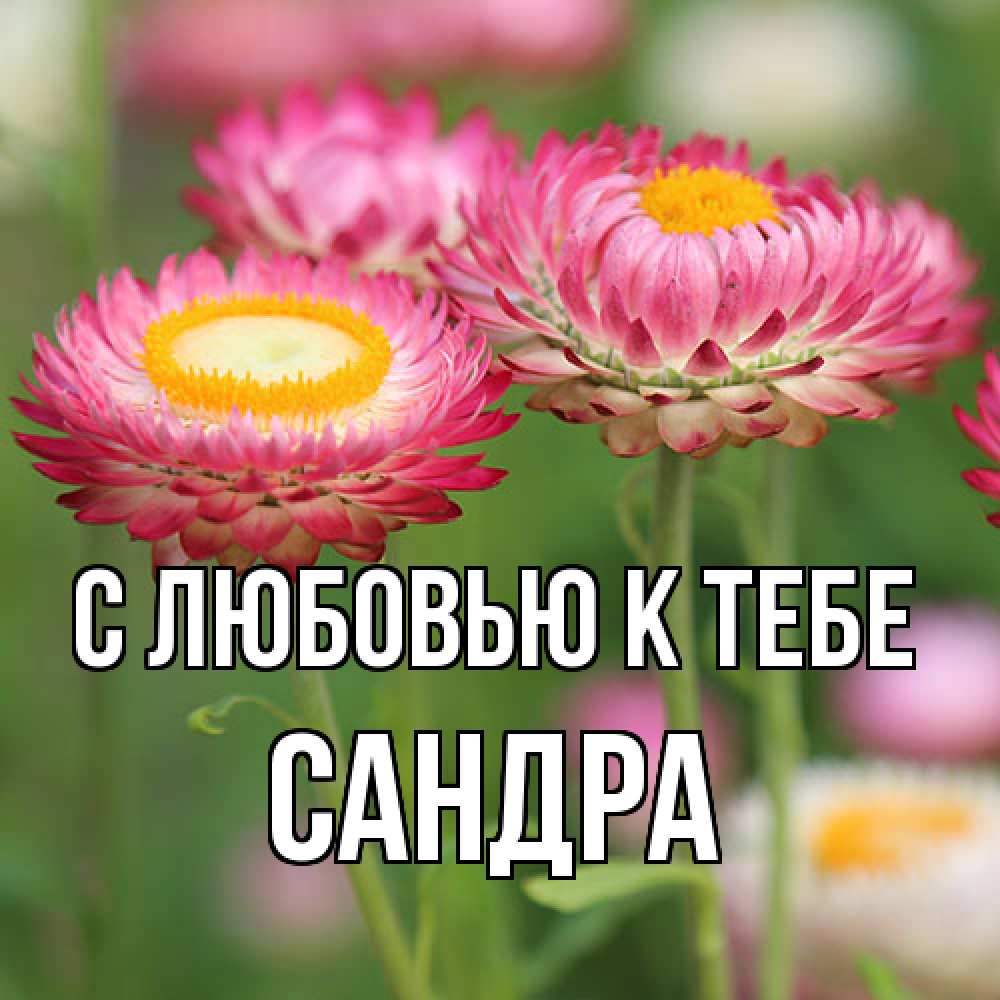 Открытка  с именем. Сандра, С любовью к тебе  