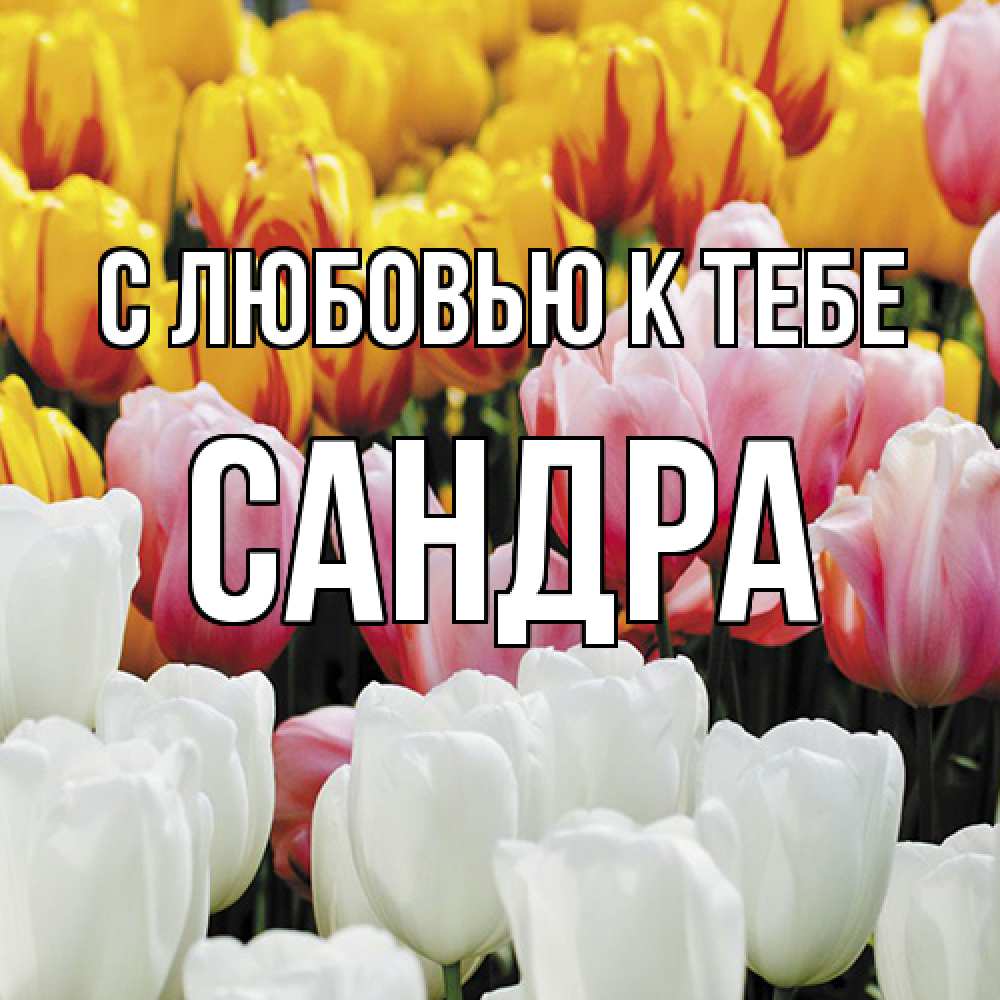 Открытка  с именем. Сандра, С любовью к тебе  