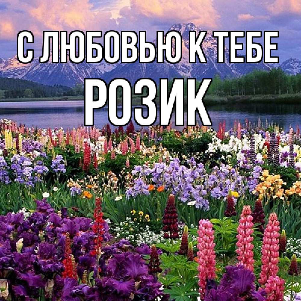 Открытка  с именем. Розик, С любовью к тебе  