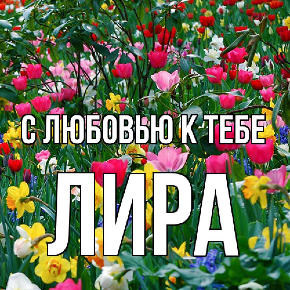 Открытка  с именем. Лира, С любовью к тебе  