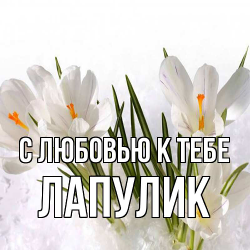 Картинка С любовью к тебе, Лапулик