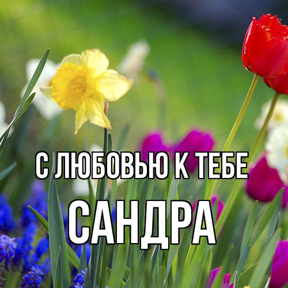 Открытка  с именем. Сандра, С любовью к тебе  