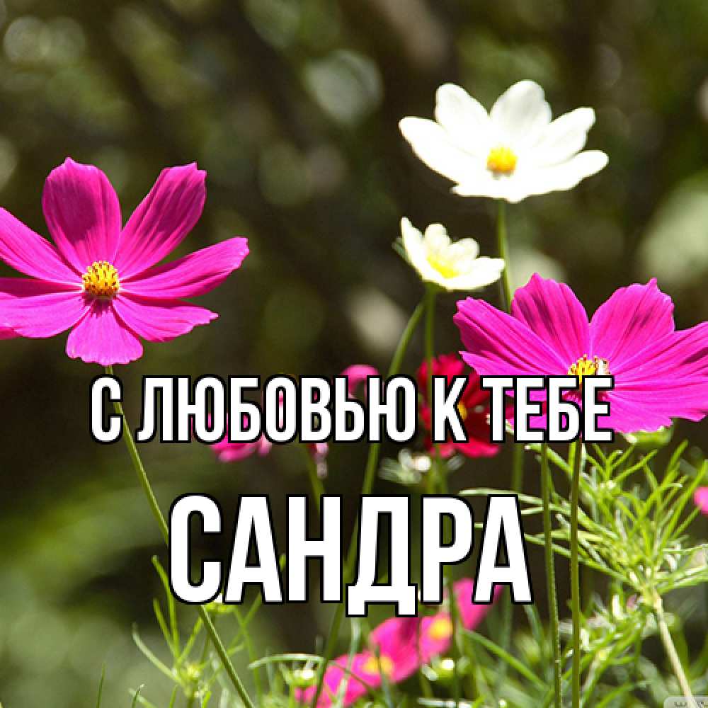 Открытка  с именем. Сандра, С любовью к тебе  