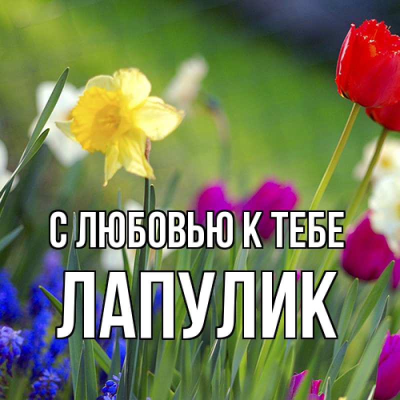 Картинка С любовью к тебе, Лапулик
