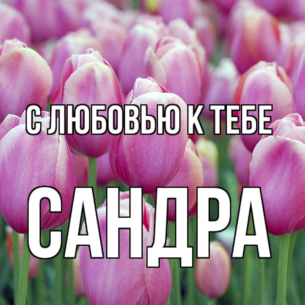 Открытка  с именем. Сандра, С любовью к тебе  