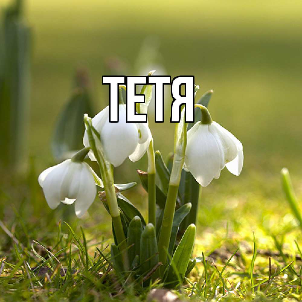 Открытка  с именем. Тетя, Главная  