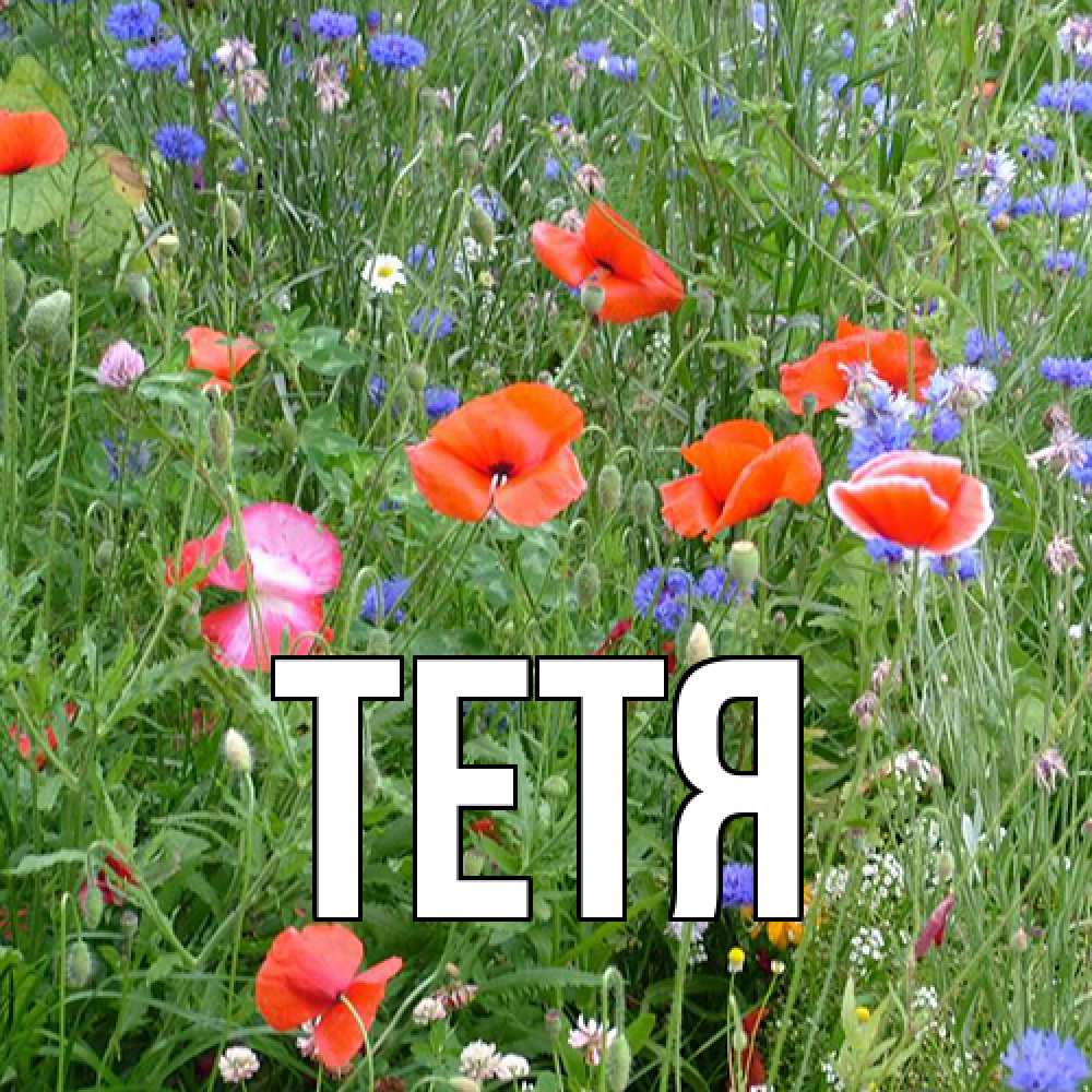 Открытка  с именем. Тетя, Главная  