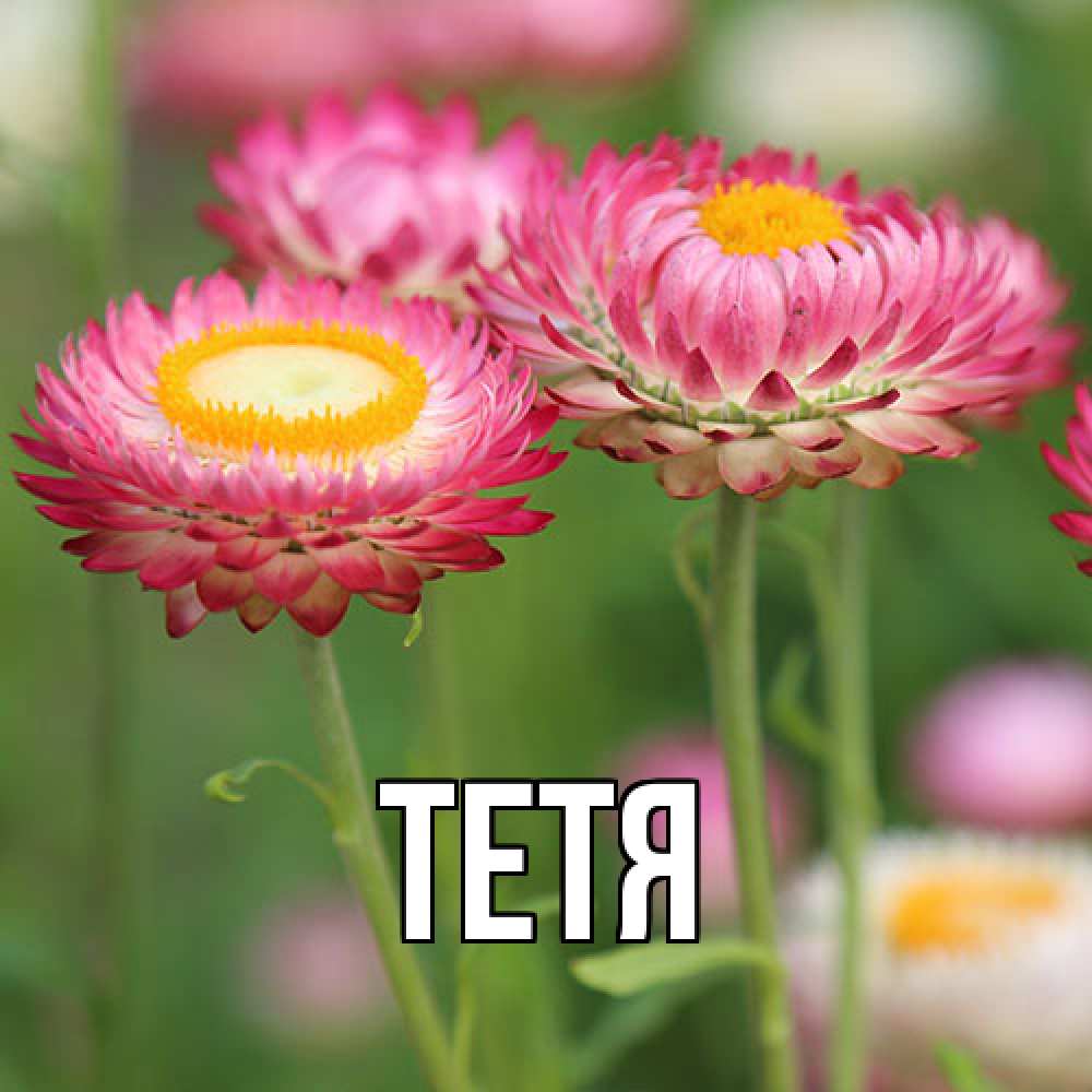 Открытка  с именем. Тетя, Главная  