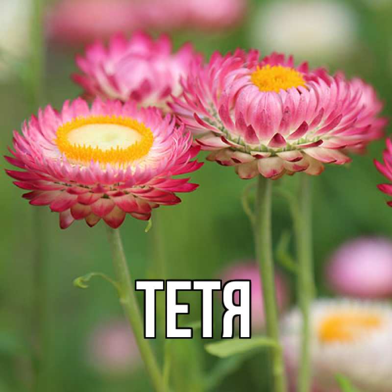 Картинка  с именем , Тетя