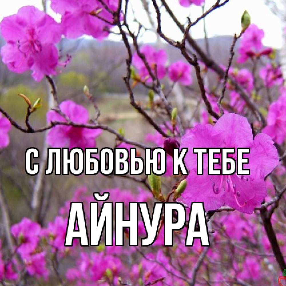 Открытка  с именем. Айнура, С любовью к тебе  