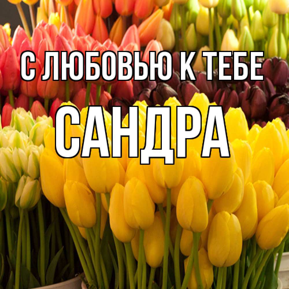 Открытка  с именем. Сандра, С любовью к тебе  