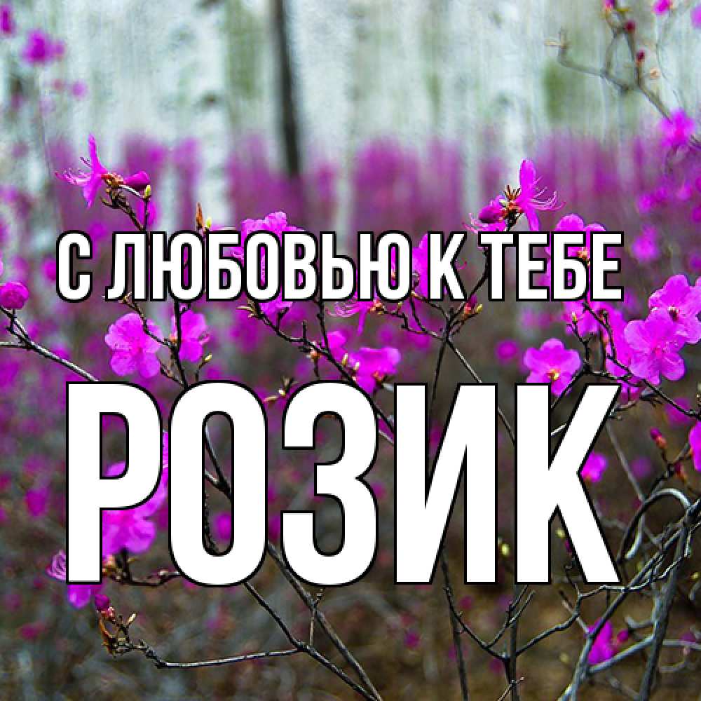 Открытка  с именем. Розик, С любовью к тебе  