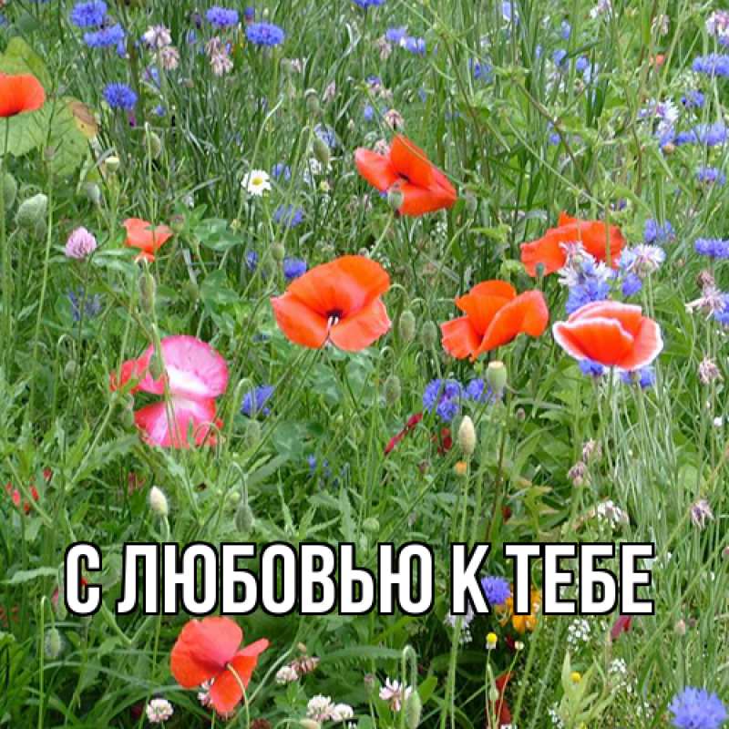 Картинка С любовью к тебе, 