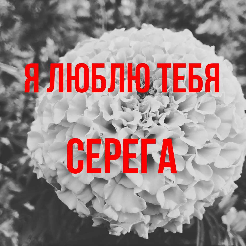 Открытка  с именем. Серега, Я люблю тебя  