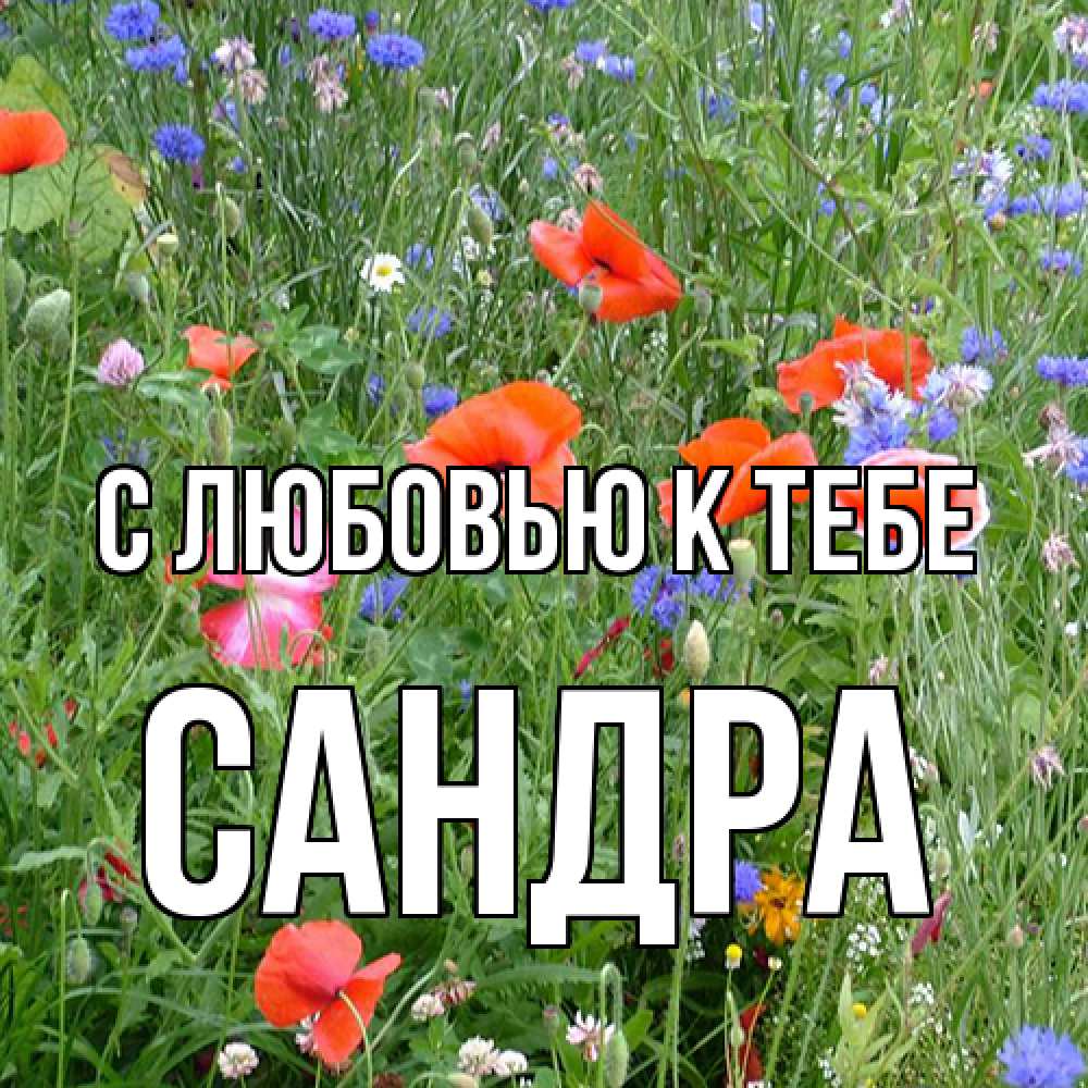 Открытка  с именем. Сандра, С любовью к тебе  