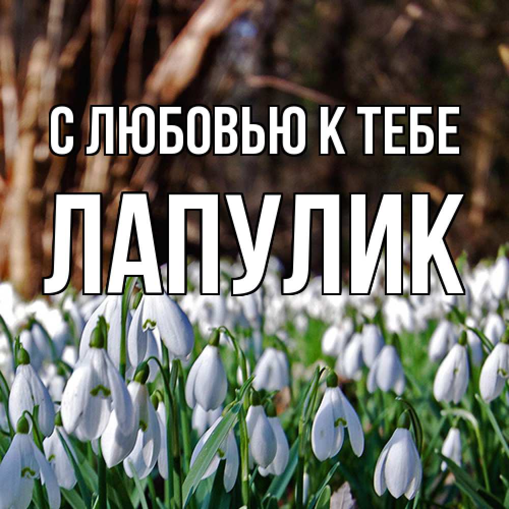 Открытка  с именем. Лапулик, С любовью к тебе  