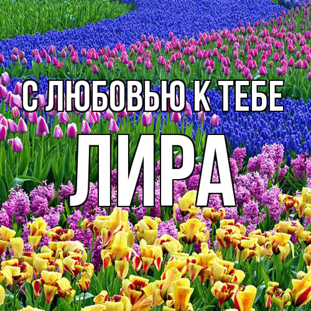 Открытка  с именем. Лира, С любовью к тебе  