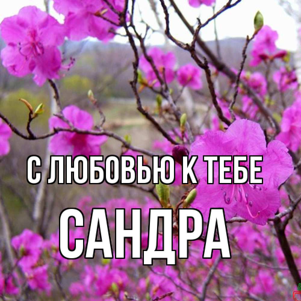 Открытка  с именем. Сандра, С любовью к тебе  