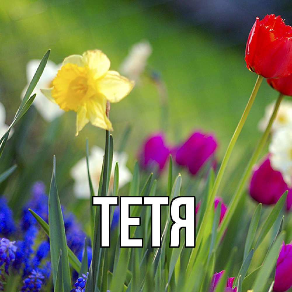 Открытка  с именем. Тетя, Главная  