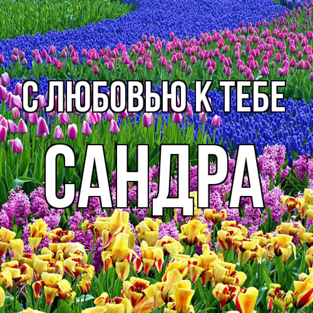 Открытка  с именем. Сандра, С любовью к тебе  