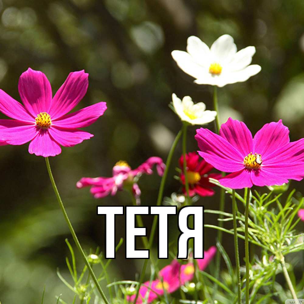 Открытка  с именем. Тетя, Главная  
