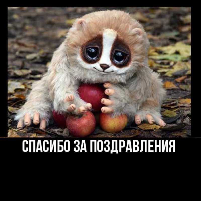 Картинка Спасибо за поздравления, 