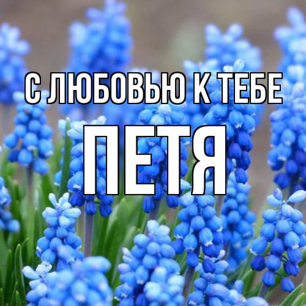 Открытка  с именем. петя, С любовью к тебе  