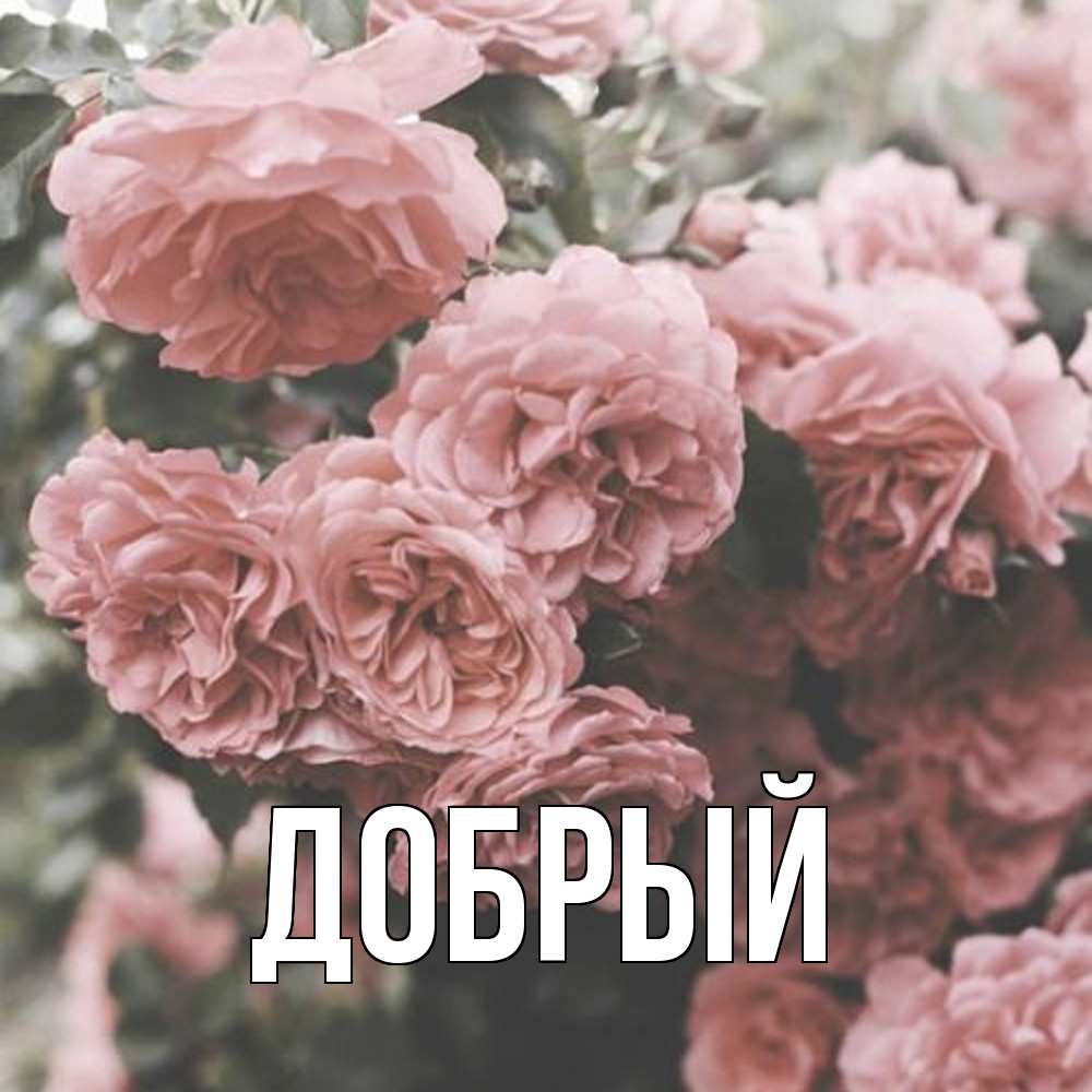 Открытка  с именем. Добрый, Главная  