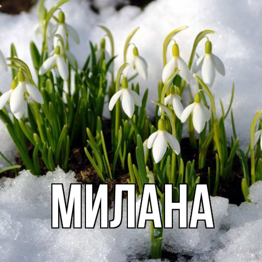 Открытка  с именем. Милана, Главная  