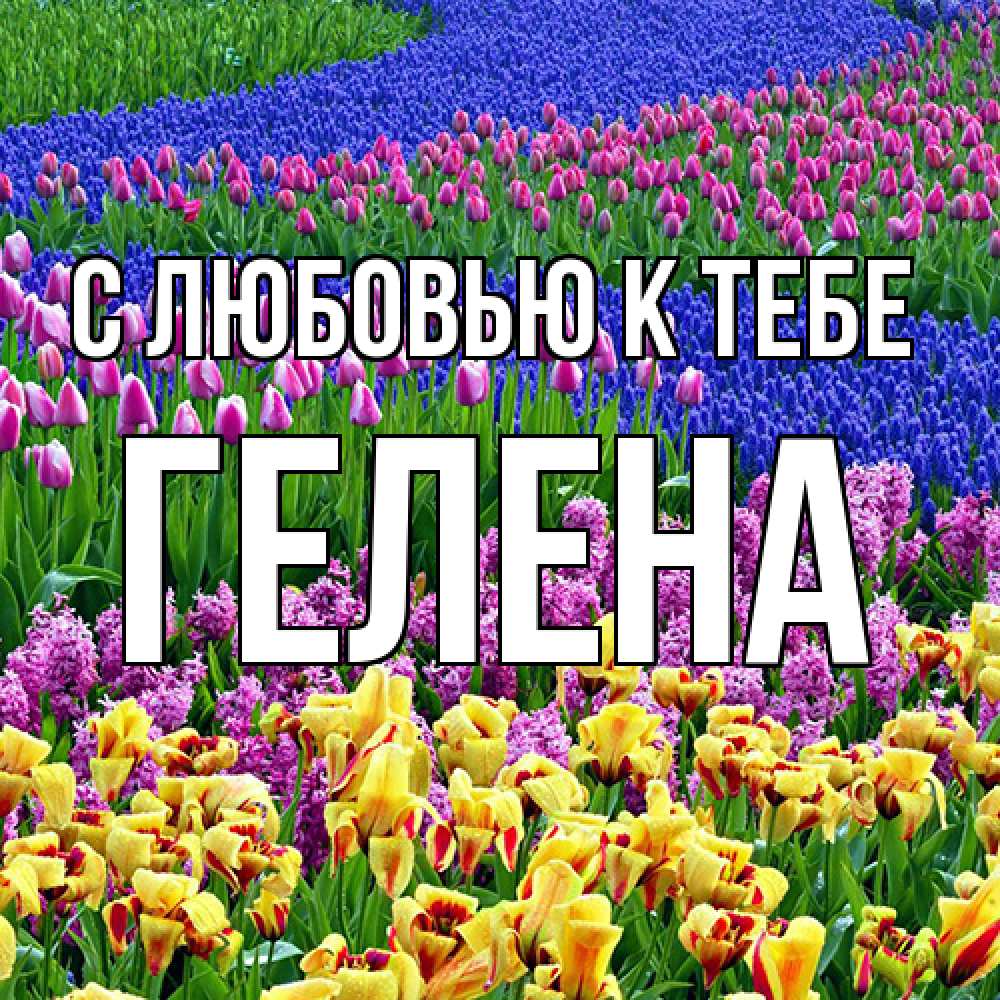 Открытка  с именем. Гелена, С любовью к тебе  
