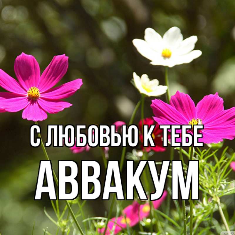 Картинка С любовью к тебе, Аввакум