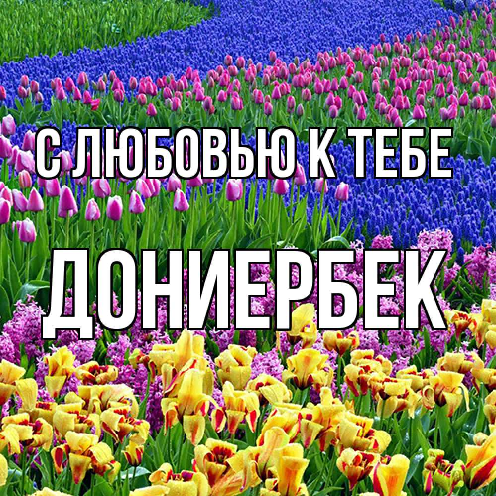 Открытка  с именем. дониербек, С любовью к тебе  